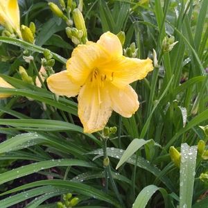 Meet your Posher, Tracy